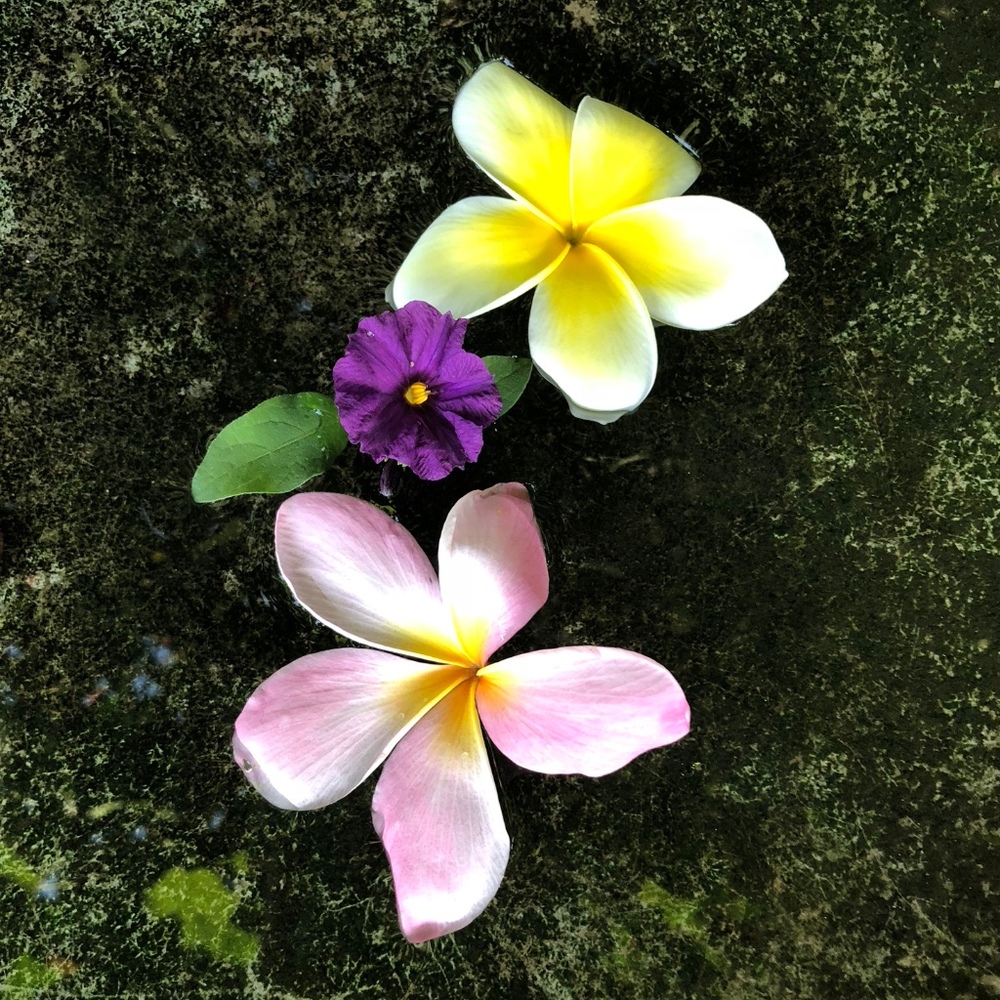 Meet your Posher, Lily